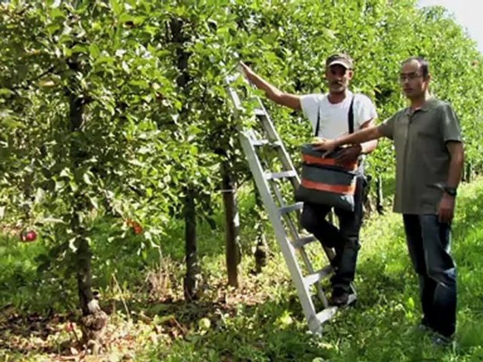La récolte de la pomme