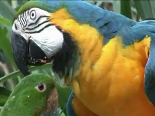 Brésil: les animaux sauvages victimes d'un trafic très lucratif