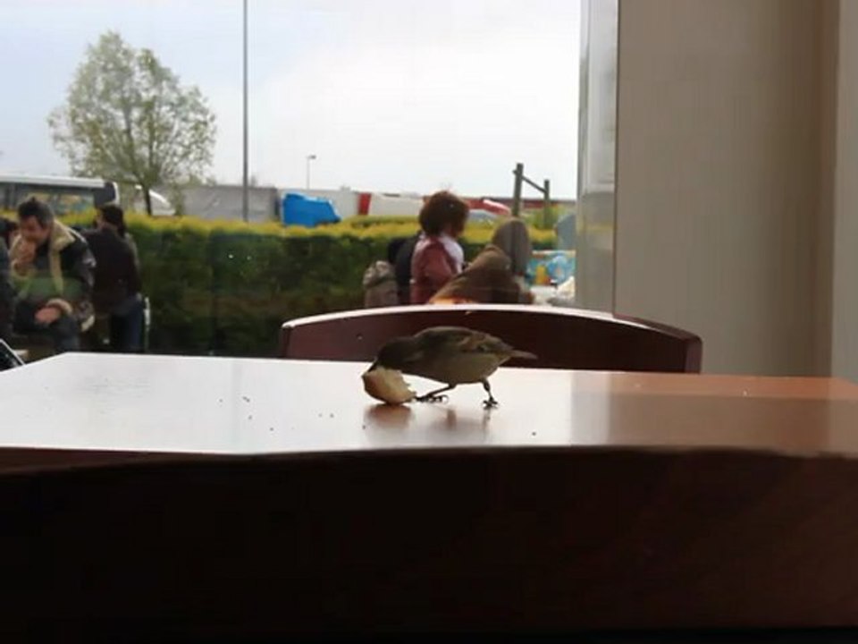 UN OISEAUX AU RESTAURANT