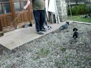 LES BEBES ENTRAINEMENT LE 1ER MAI