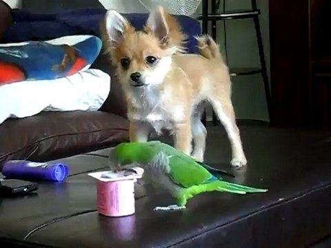 Chiot Vs. Perroquet pour un Yaourt