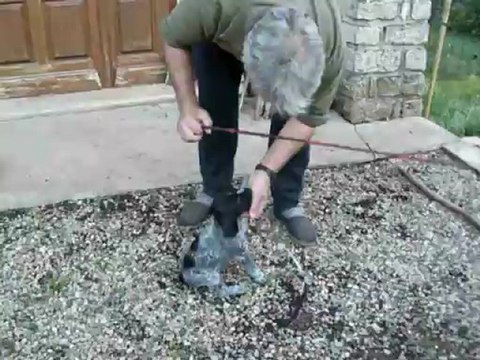 LES BEBES ENTRAINEMENT LE 1ER MAI