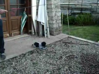 LES BEBES ENTRAINEMENT LE 1ER MAI