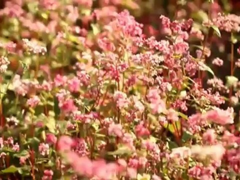 Влад Дарвин - Пассажир дождя