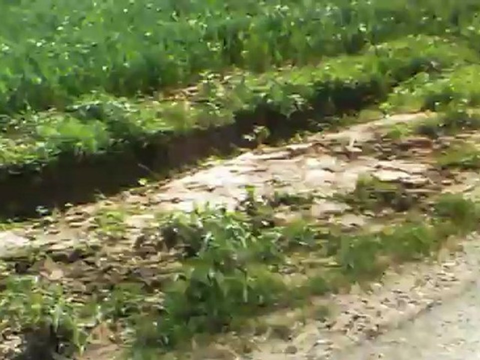 le paysage des environs de lyon(campagne)