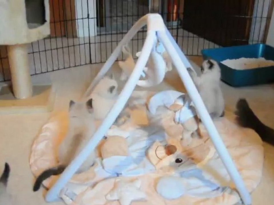 Bébés de Féline - Funny Ragdolls