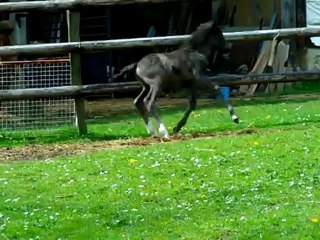 Callisto se défoule