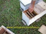 Ana arı kutusuna meme dagıtımı, arıcılık videosu