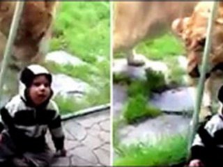Lion behind glass reacts to baby's hoodie