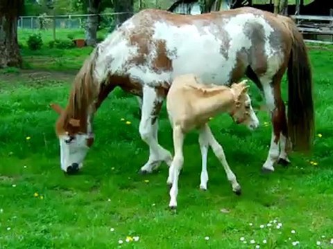 Cody Sweet Bar Vf : 10 jours de vie