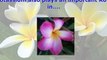 Plant Nutrients – Part 2 – Benefits Of Nitrogen, Blood Meal And Potassium For Plumeria Plants And Plants In General