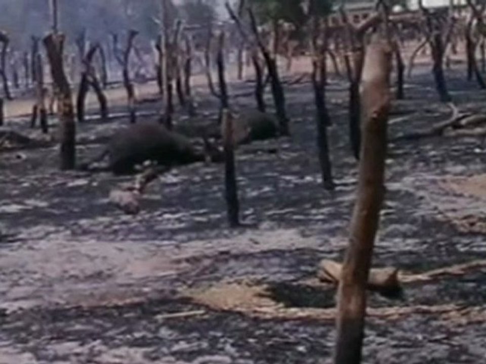 Midnight Cattle Market Shooting in Nigeria Kills at Least 34