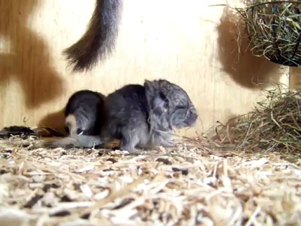 Bébés chinchillas âgés de 6h
