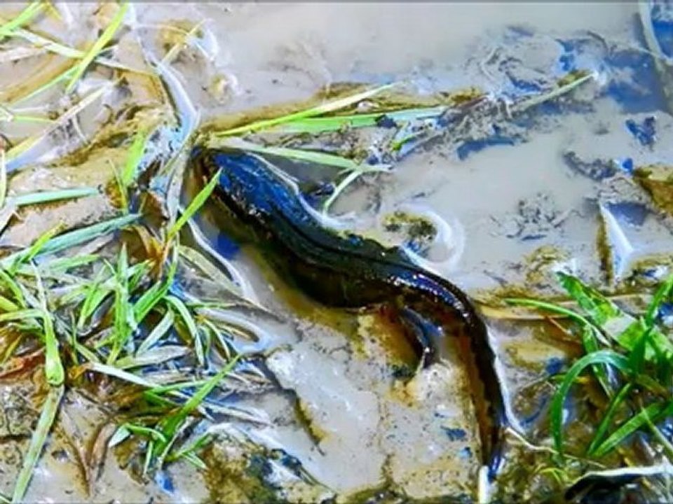 Les tritons de la Chénuère
