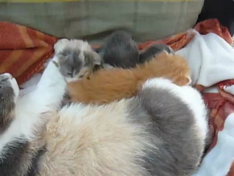 chatons de savannah. 3 semaines