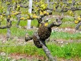 Essaim d'abeilles sur un pied de vigne