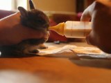 Bébés lapins nourris au biberon. (2ème jour)