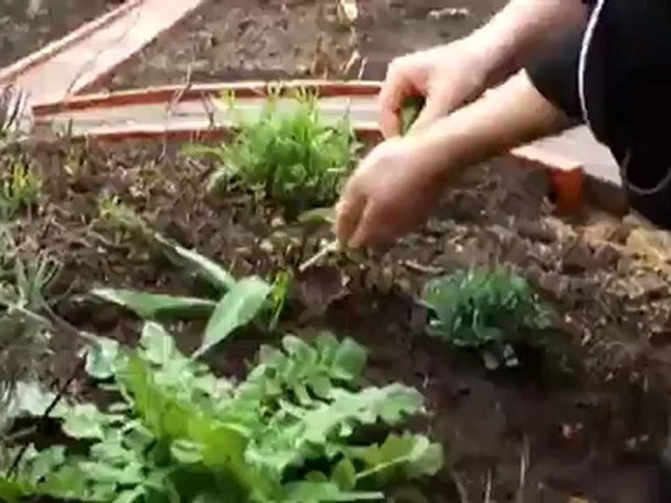 Rabbit ? la Beelitz on green asparagus risotto with fresh bear's garlic | Euromaxx