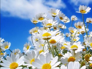 Bekir Erdem & Merve : Sana Kansam (düet şiir)