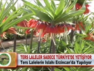 TERS LALELER SADECE TÜRKİYE’DE YETİŞİYOR 03 05 2012