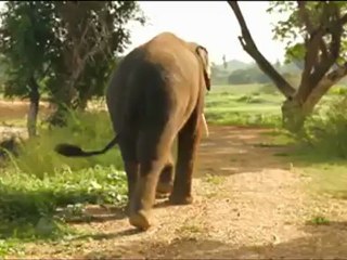 Elephant Plays with a Galaxy Note!