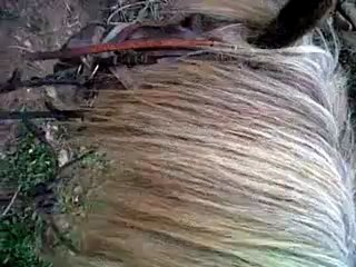 chipie  et nina broute