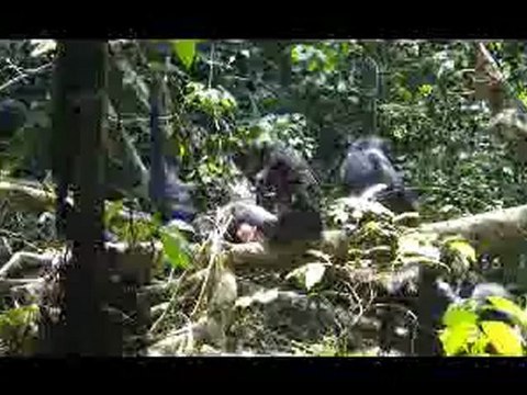 Une journée avec les bonobos