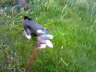 Mój pies [wiocha.pl kwejk.pl](240p_H.264-AAC)