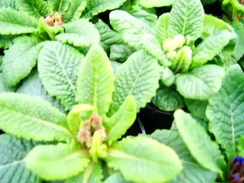 Sony SLT A55 [nikon canon sony ](1080p_H.264-AAC)