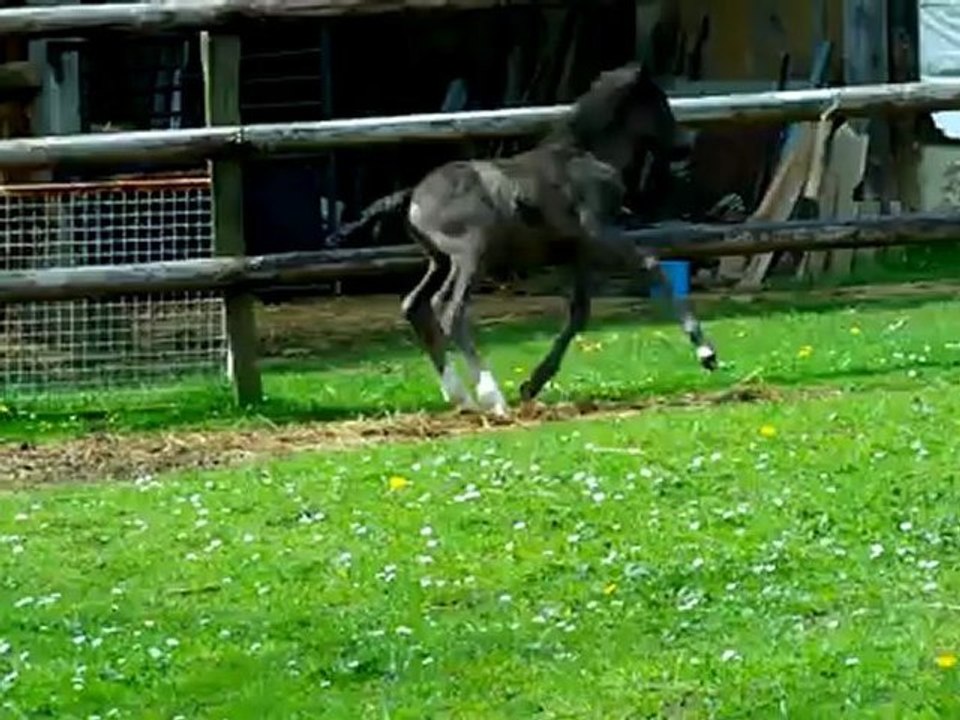 sortie de Callisto le 3 mai 2012