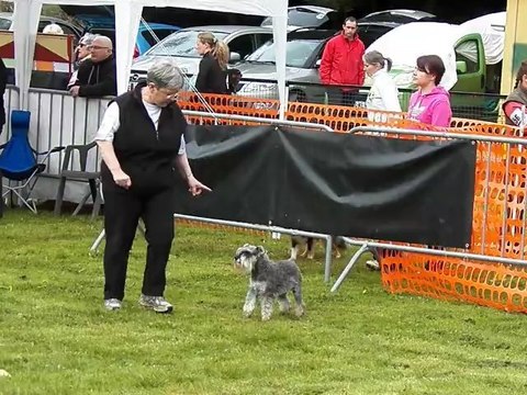 Ckichiwa, schnauzer nain, agility, SGPF Lorrain 2012