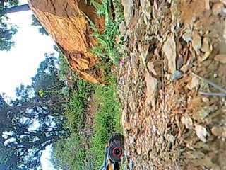 Mon Crawler punisher