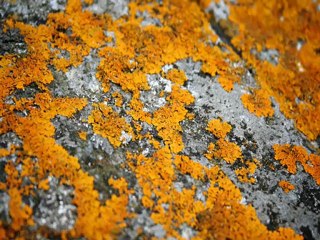 The Evo Conundrum of SYMBIOSIS - Carl Gallups Explains