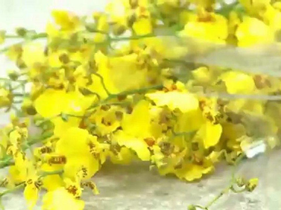 Florist Spruce Grove Edmonton Bunches Flowers Co