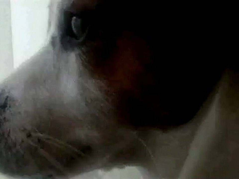 Dog.g
