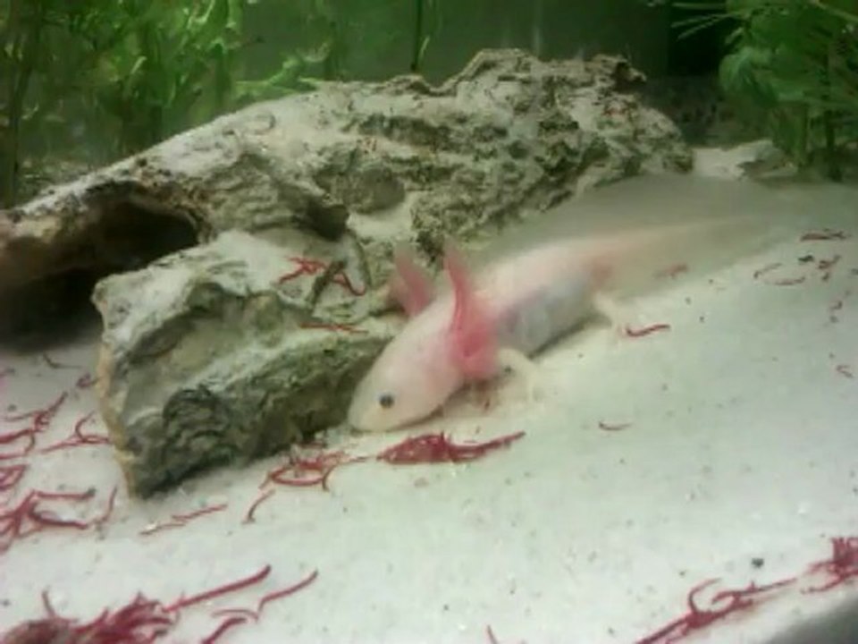 Albino axolotl eating