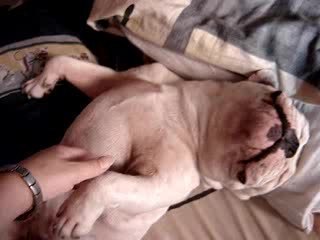 shishi papattes en crabe!!