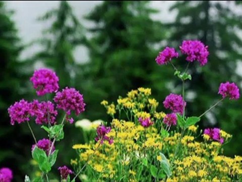 Bak Yeşil Yeşil - Ahmet Özhan (Mustafa Dinç)