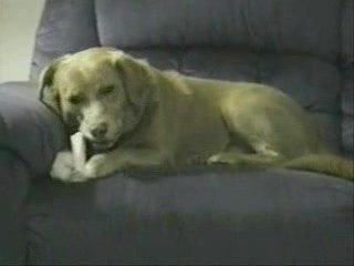 Le chien de Regis est un con