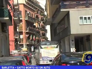 Barletta | Gatto morto su un' auto