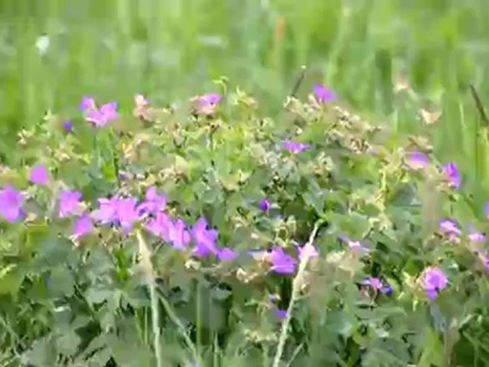 Frankfurt - Germany's Finance Capital and the Surrounding Landscape | Discover Germany