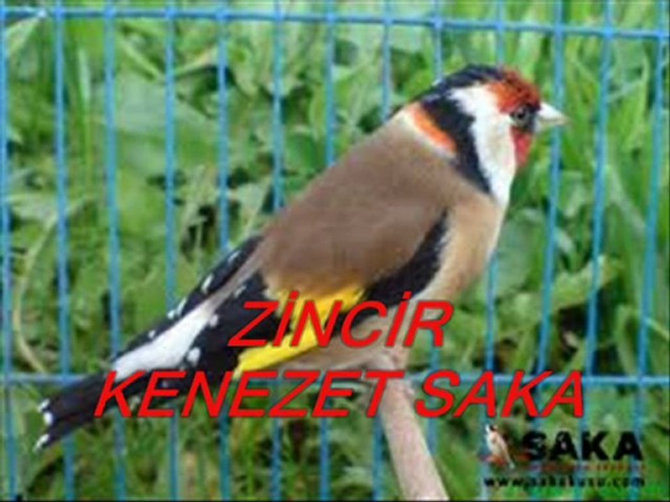 SAKA KUŞU