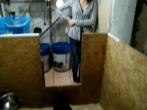 chiots Funny élevage de VALOYAN TERRE NEUVE MARRON BRONZE 05/05/2012