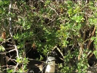 [Por onde andei] [Viagem 05] [Safaris na Africa 6-6]