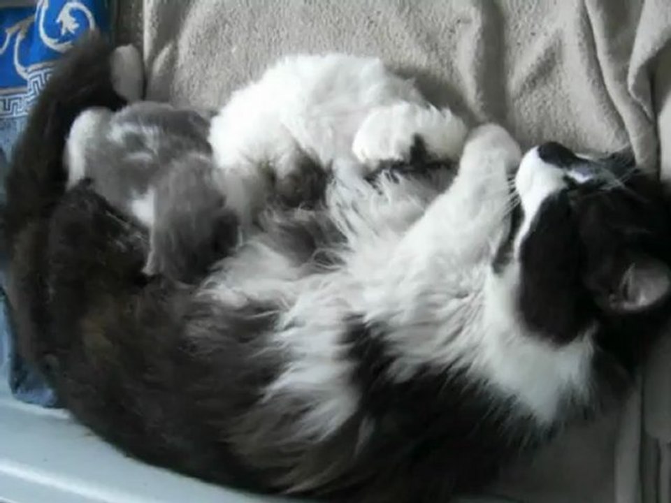 Minette et ses bbs de 18 jours