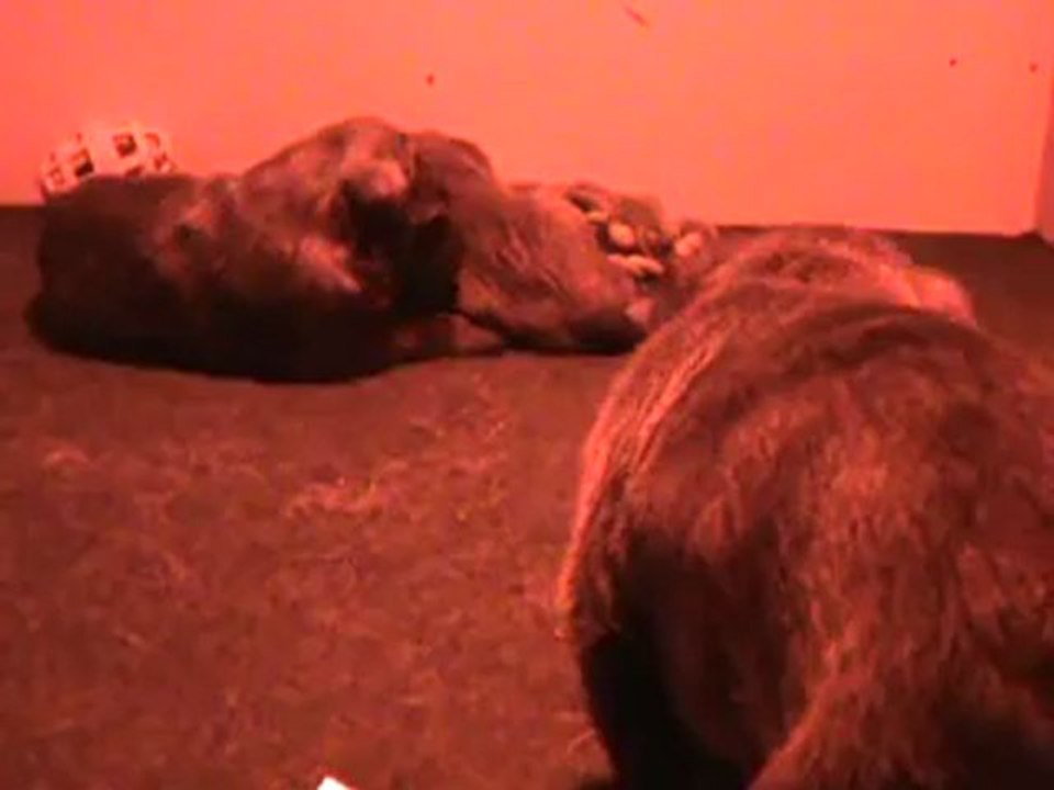 HANNIBAL du moulin des Alouettes