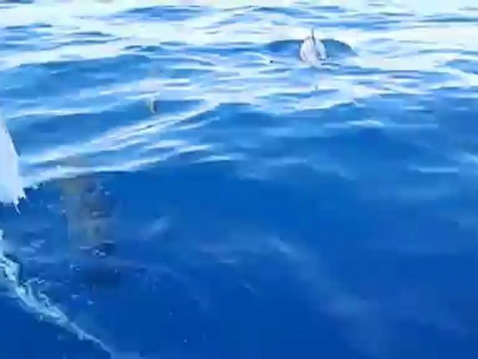 Safari dauphin , île de la réunion 2012