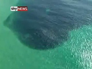 Yüzlerce köpekbalığı saldırdı