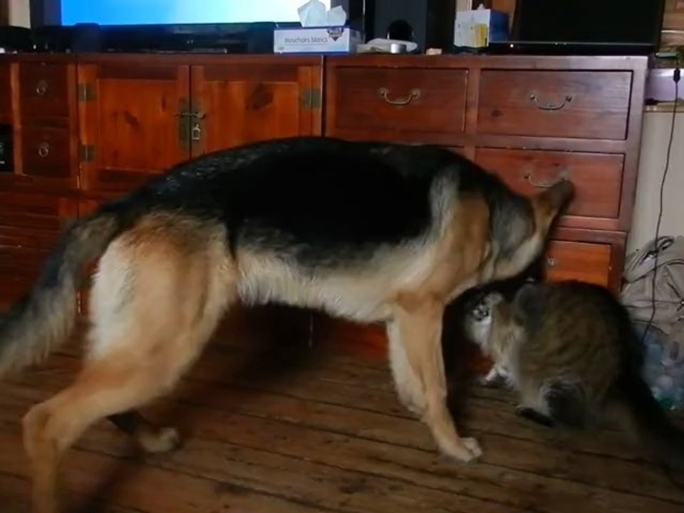 main coon de 2 ans contre berger allemand de 7 mois