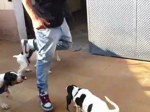 Chiots Gascon Saintongeois 2012 (gasconsdelaseca.skyrock.com)